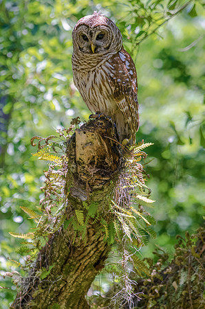 On the hunt