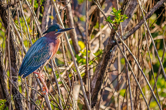 Green Heron