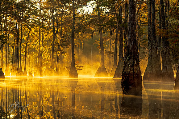 ANF Cypress Sunrise 5