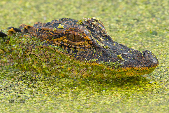 Juvenile alligator