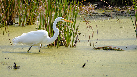 Stalking prey