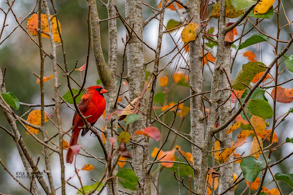 Fall cardinal
