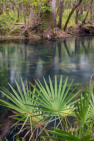 Raw Florida