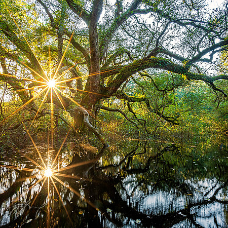 Sunset in the forest
