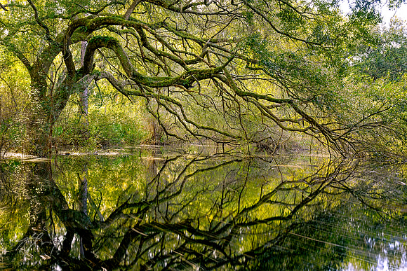 OG3 -- Scott's Creek
