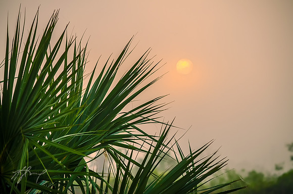 Foggy sunrise