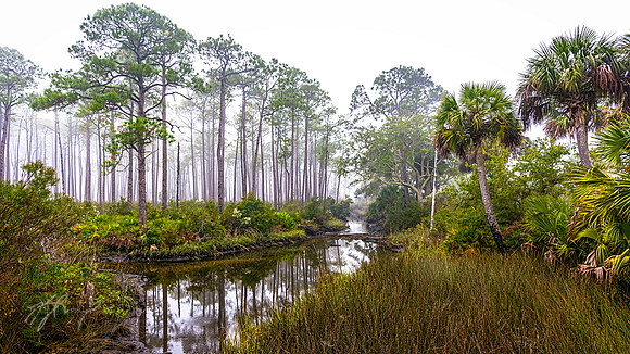 St. Marks Mist
