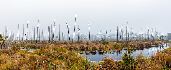 St. Marks Stick Marsh