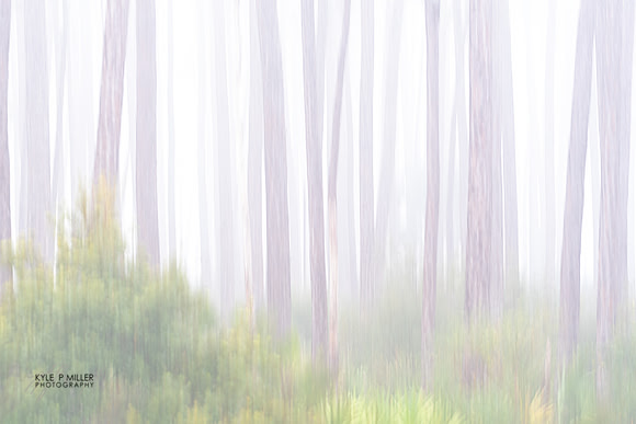 Pineland dream