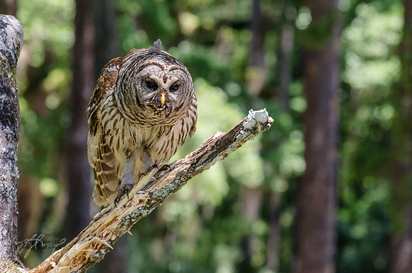 Barred owl with crayfish II