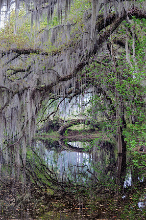 Tunnel of moss