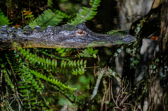 Everglades reflections