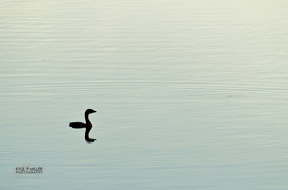 Pied-billed grebe
