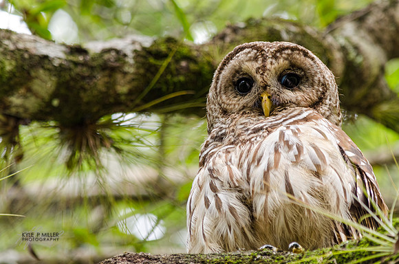 Barred Owl, Florida Everglades