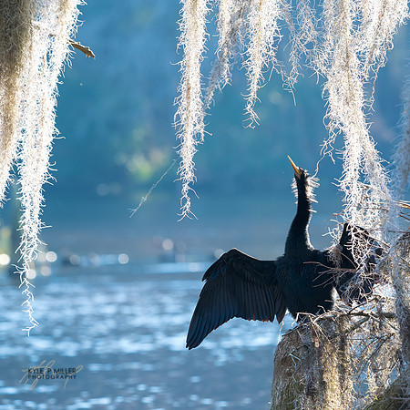 Anhinga