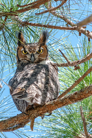 Great horned owl